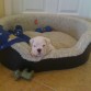 Rocco 1 mes 15 dias